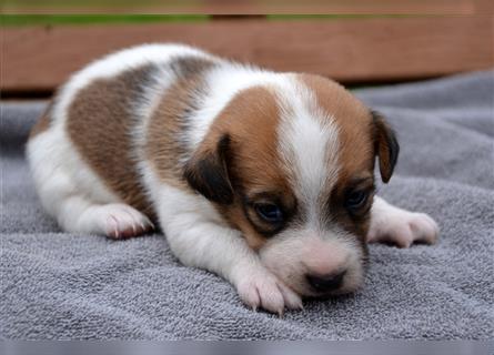 Braun-weißer Jack-Russell-Welpe (Rüde)