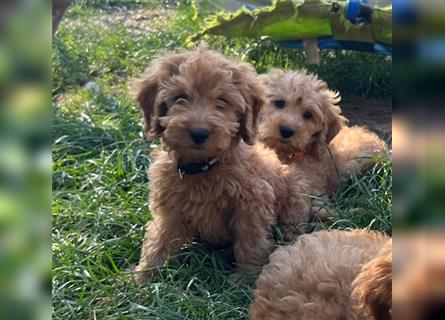 Cockerpoo Welpen zu verkaufen