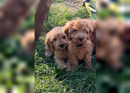 Cockerpoo Welpen zu verkaufen