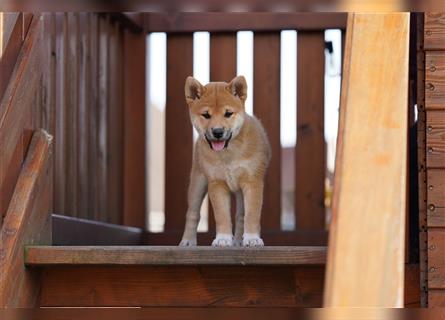 Shiba Inu Welpen