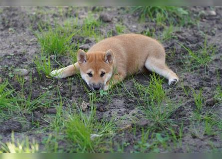 Shiba Inu Welpen