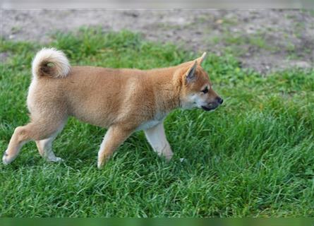 Shiba Inu Welpen