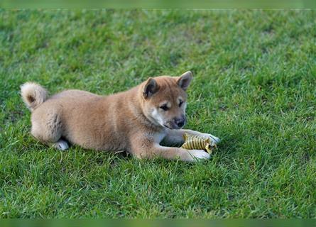 Shiba Inu Welpen