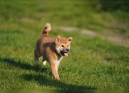 Shiba Inu Welpen