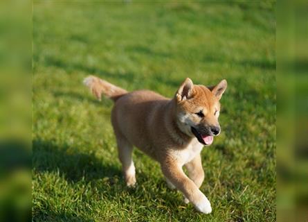 Shiba Inu Welpen