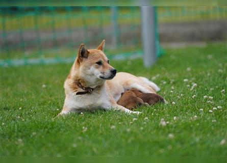 Shiba Inu Welpen