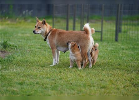 Shiba Inu Welpen