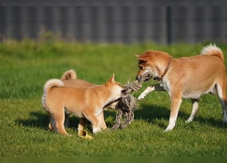 Shiba Inu Welpen