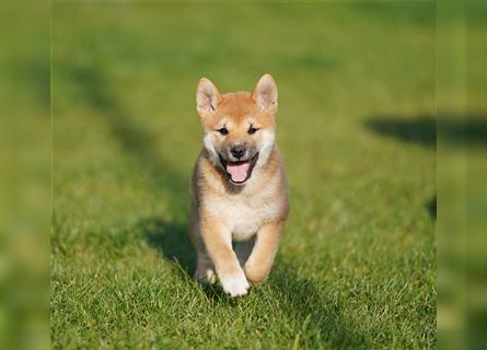 Shiba Inu Welpen