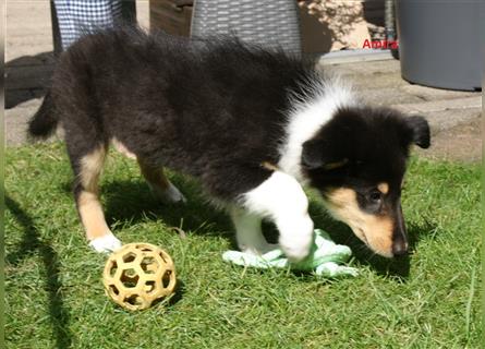 Colliewelpen amerikanisch  