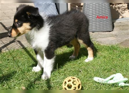 Colliewelpen amerikanisch  