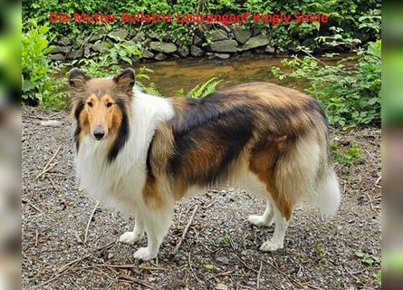 Colliewelpen amerikanisch  