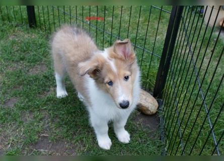 Colliewelpen amerikanisch  