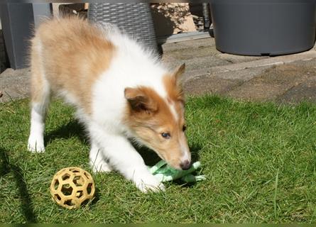 Colliewelpen amerikanisch 3 Hündinnen + 1 Rüde