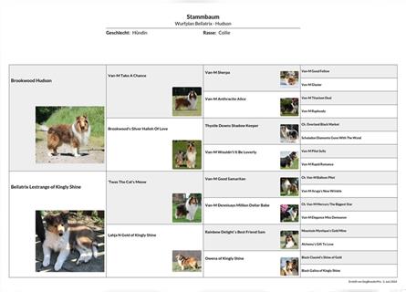 Colliewelpen amerikanisch 3 Hündinnen + 1 Rüde