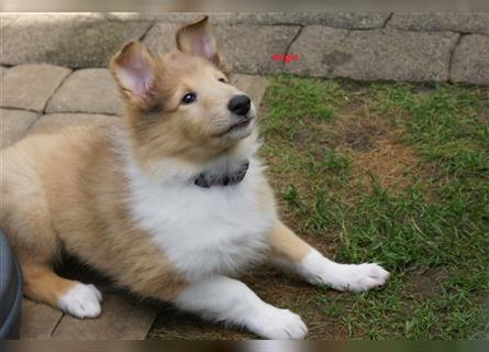 Colliewelpen amerikanisch 3 Hündinnen + 1 Rüde