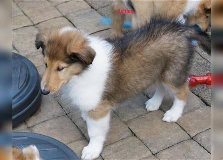 Colliewelpen amerikanisch 3 Hündinnen + 1 Rüde