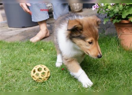 Colliewelpen amerikanisch 3 Hündinnen + 1 Rüde