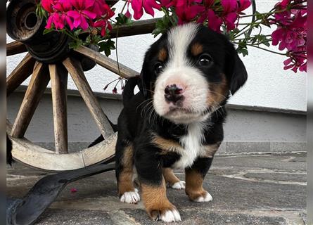 Swissydog Sennenhund Welpen