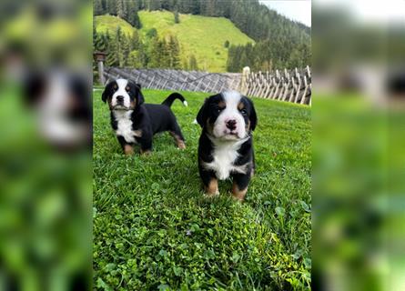 Swissydog Sennenhund Welpen