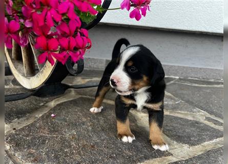 Swissydog Sennenhund Welpen