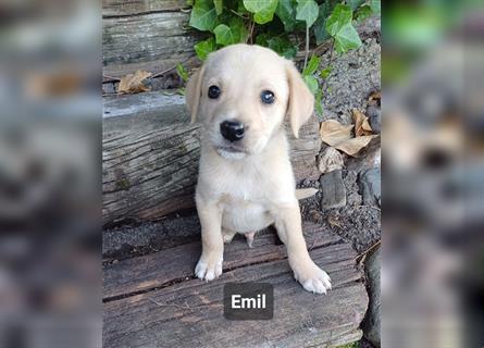 Goldencollie Aussiedor Welpen/Familien Hunde/ Anfänger