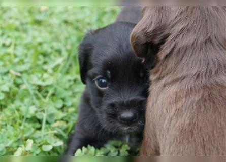 Mini COTRALIAN Welpen COCKER SPANIEL MINI AUSSIE MIX ab dem 29.9