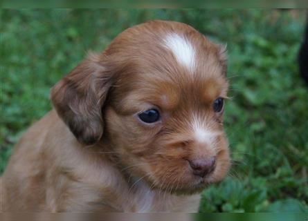 Engl. Mini COTRALIAN Welpen COCKER SPANIEL MINI AUSSIE MIX ab dem 29.9