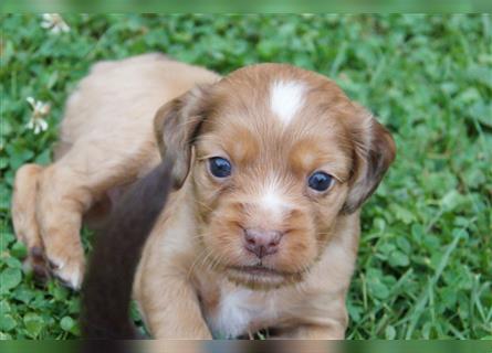 Engl. Mini COTRALIAN Welpen COCKER SPANIEL MINI AUSSIE MIX ab dem 29.9