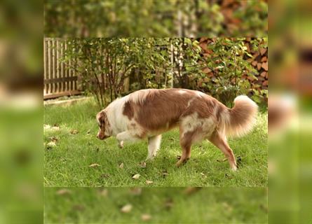 10 Monate alter Australian Shepherd