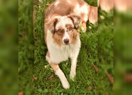 10 Monate alter Australian Shepherd