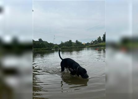 Balu sucht liebevolles Zuhause