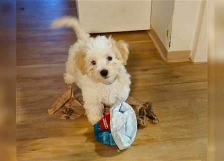 Malteser Hund zum verkaufen