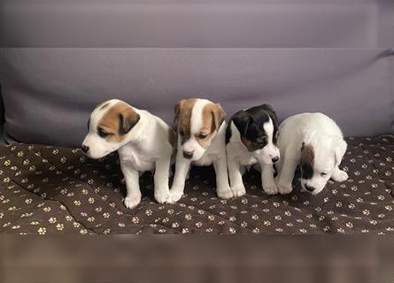 Jetzt sind noch zwei Rüden Parson russell Terrier Welpen