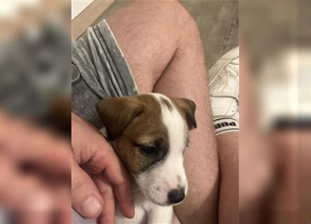 Jetzt sind noch zwei Rüden Parson russell Terrier Welpen