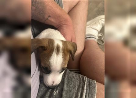 Jetzt sind noch zwei Rüden Parson russell Terrier Welpen