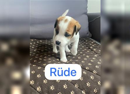 Jetzt sind noch zwei Rüden Parson russell Terrier Welpen