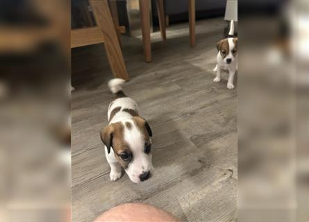 Jetzt sind noch zwei Rüden Parson russell Terrier Welpen