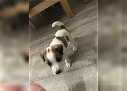 Jetzt sind noch zwei Rüden Parson russell Terrier Welpen