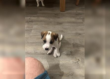 Jetzt sind noch zwei Rüden Parson russell Terrier Welpen