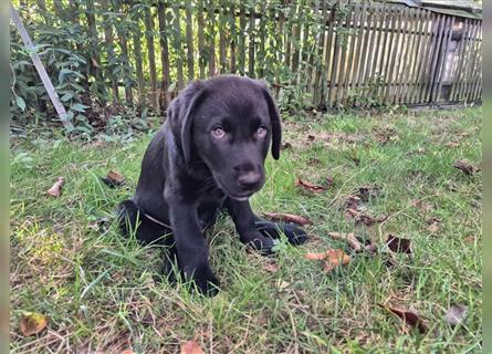 Aussiedor Welpen, Aussiedore suchen ihr Zuhause, Labrador x Australien Shepard