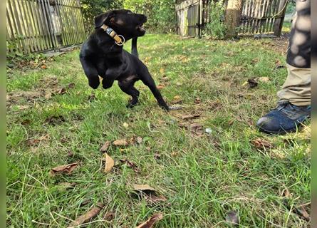 Aussiedor Welpen, Aussiedore suchen ihr Zuhause, Labrador x Australien Shepard