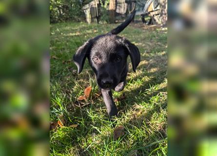 Aussiedor Welpen, Aussiedore suchen ihr Zuhause, Labrador x Australien Shepard