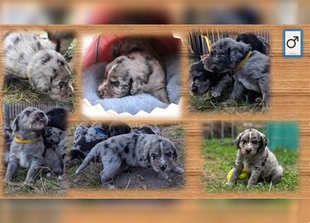 Aussiedor Welpen, Aussiedore suchen ihr Zuhause, Labrador x Australien Shepard