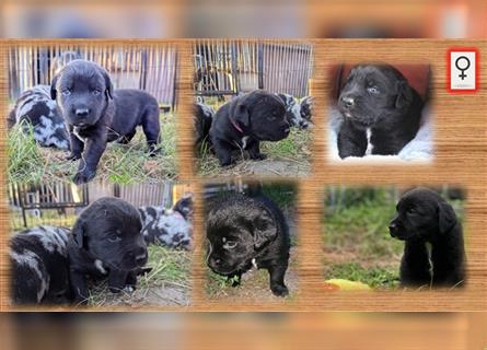 Aussiedor Welpen, Aussiedore suchen ihr Zuhause, Labrador x Australien Shepard