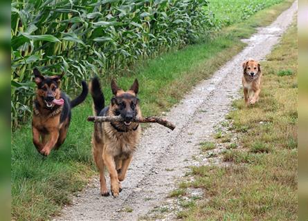 Rottweiler Schäferhund Mix