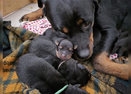 Rottweiler Schäferhund Mix