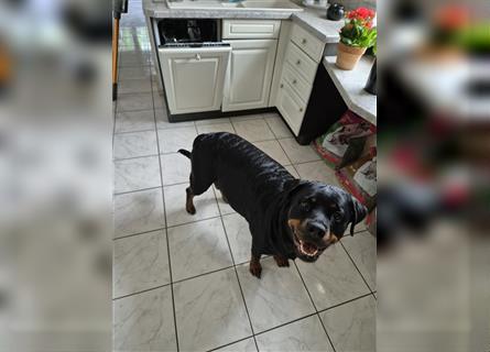 Rottweiler Schäferhund Mix