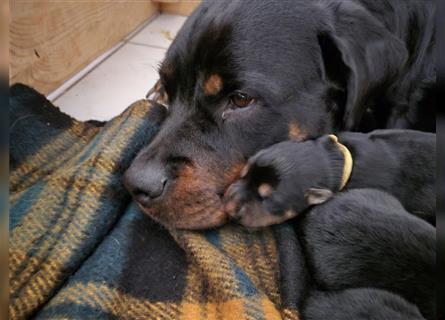 Rottweiler Schäferhund Mix