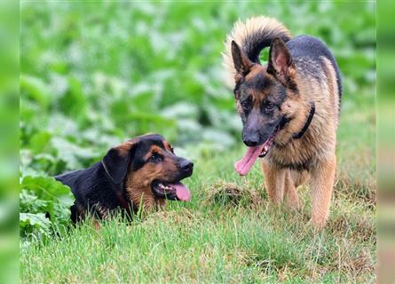 Rottweiler Schäferhund Mix